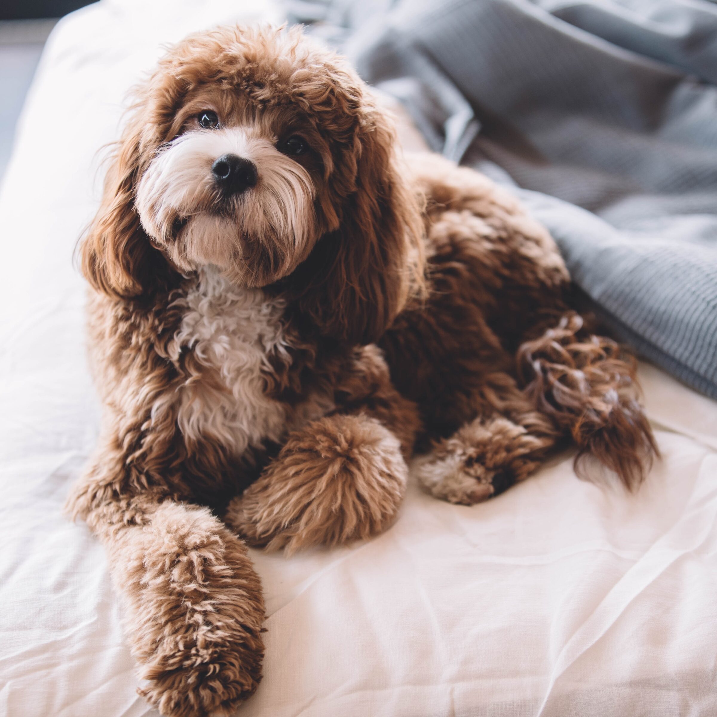 Cute dog