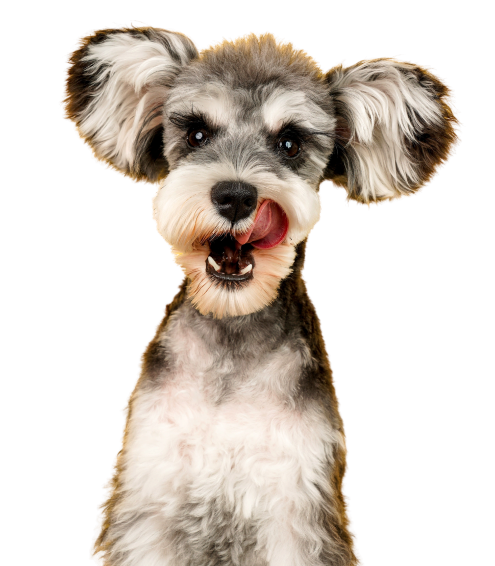 Happy dog